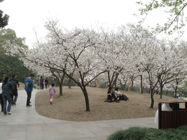 花白花树