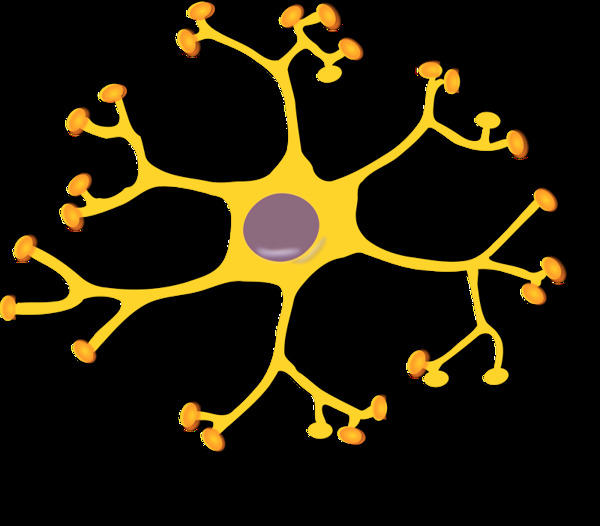神经元的中间神经元