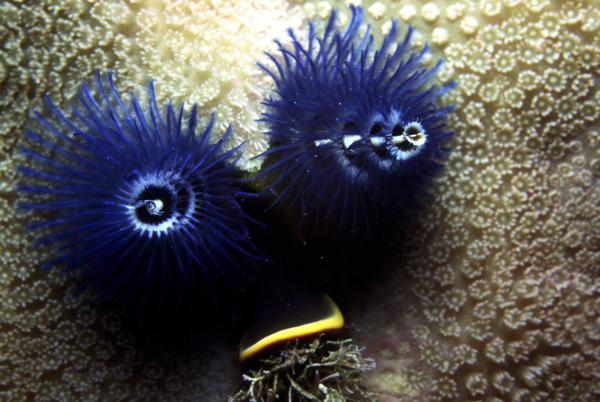 海洋生物