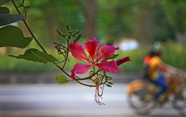 紫荆花图片