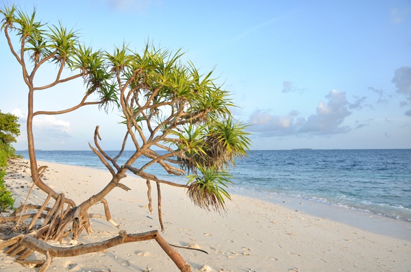 海边风景树