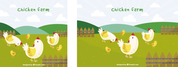 母鸡和小鸡绿色农场背景