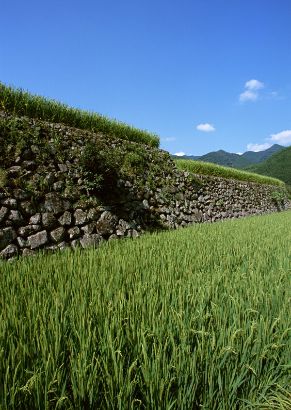 稻田乡村田园图片