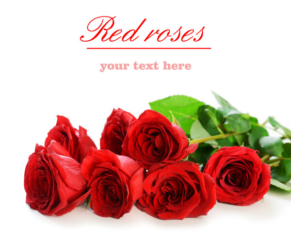 红玫瑰花摄影图片