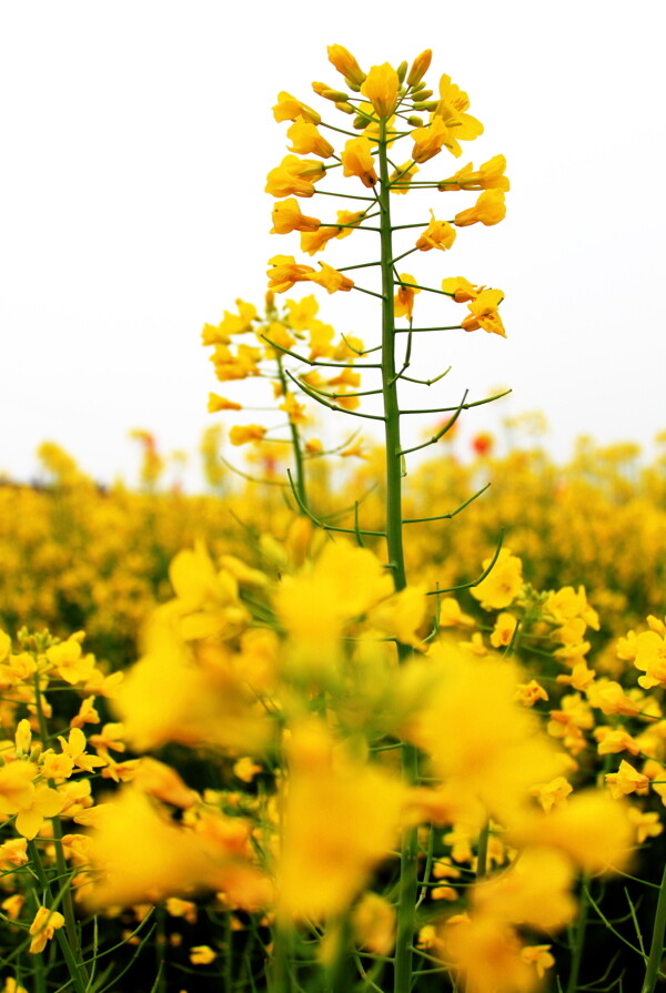 油菜花海图片