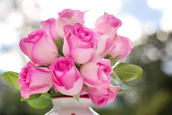 粉色的玫瑰花
