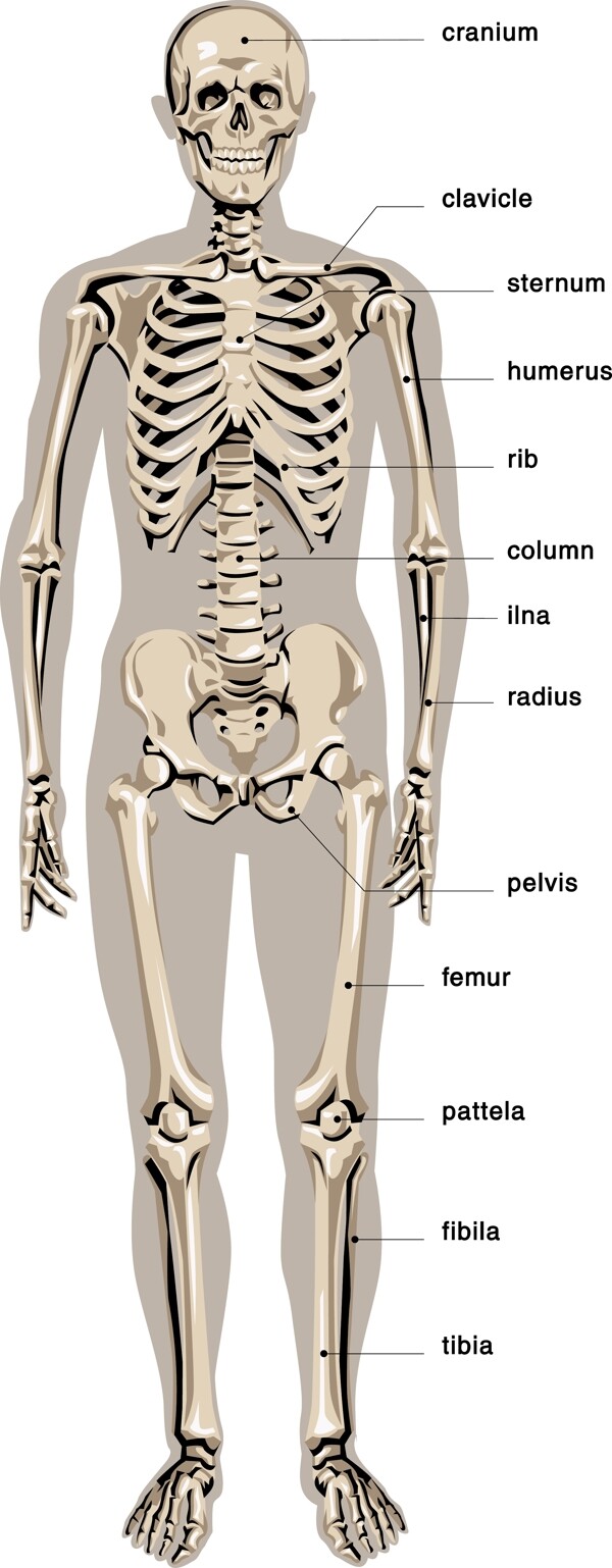 醫療用圖全身骨骼01