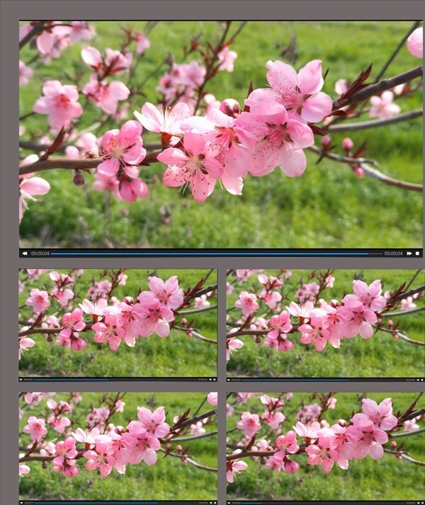 春季桃花盛开视频素材