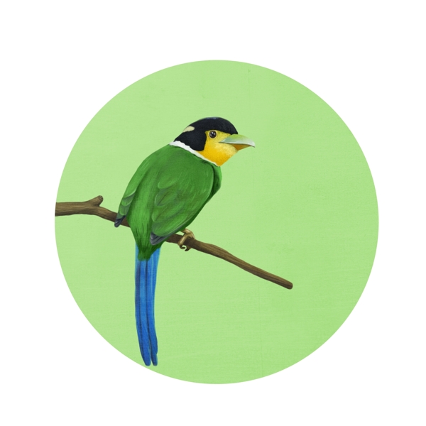 各种风格类型鸟类元素手绘插画