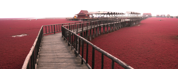 红海滩走廊图片
