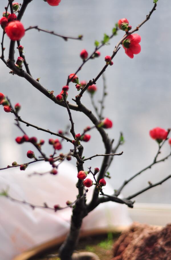 春季赏梅独树一帜图片