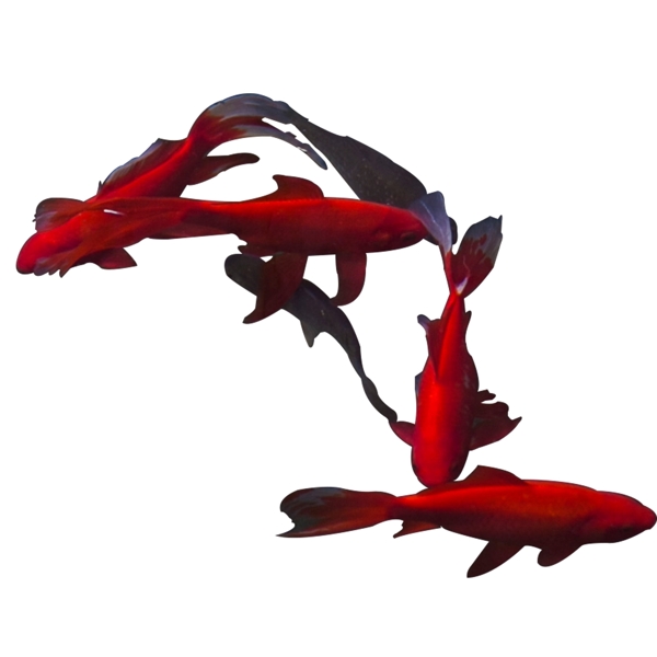 游动六条红色小鱼