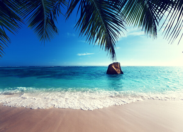 椰树和海滩图片
