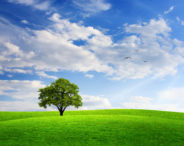 蓝天白云绿野孤树图片