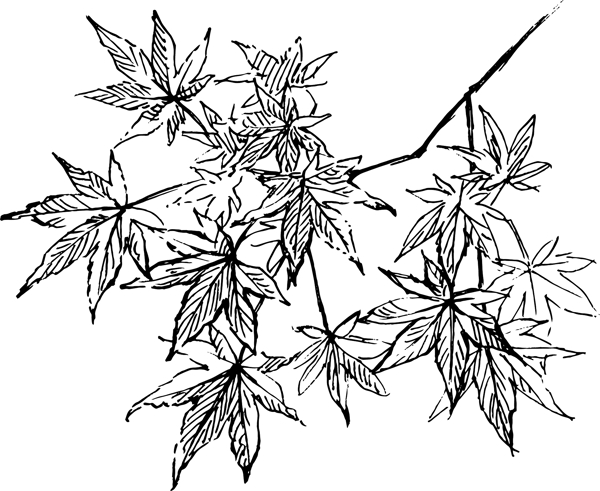 素描鲜花