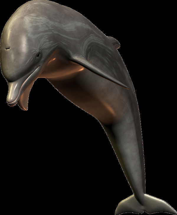 跳跃的海豚图片免抠png透明图层素材