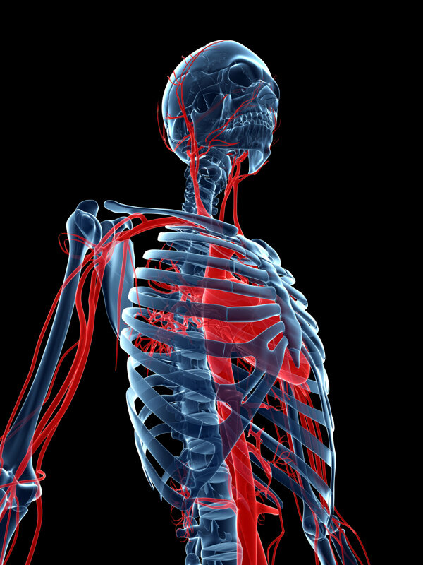 人体全身血管模型图片