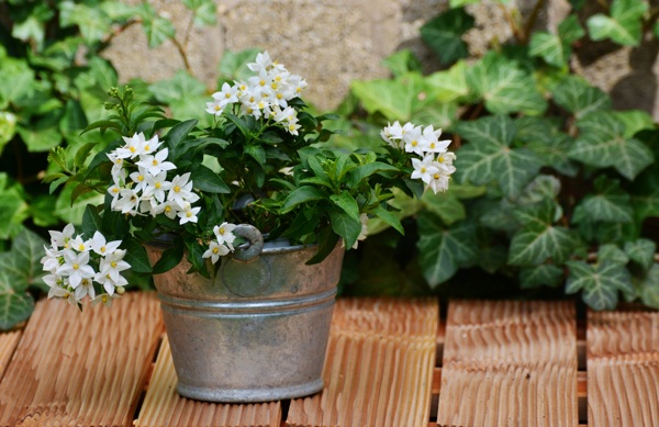 茉莉花装饰