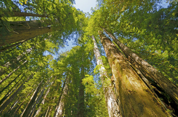 美丽树林风景图片