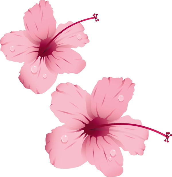 带水珠的粉红色花朵矢量素材