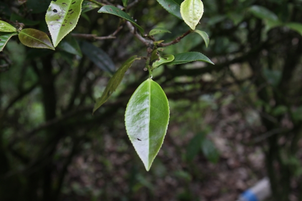 凤凰单枞茶茶树红茵图片