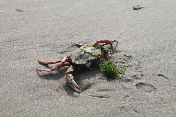 螃蟹海洋动物沙滩海滩