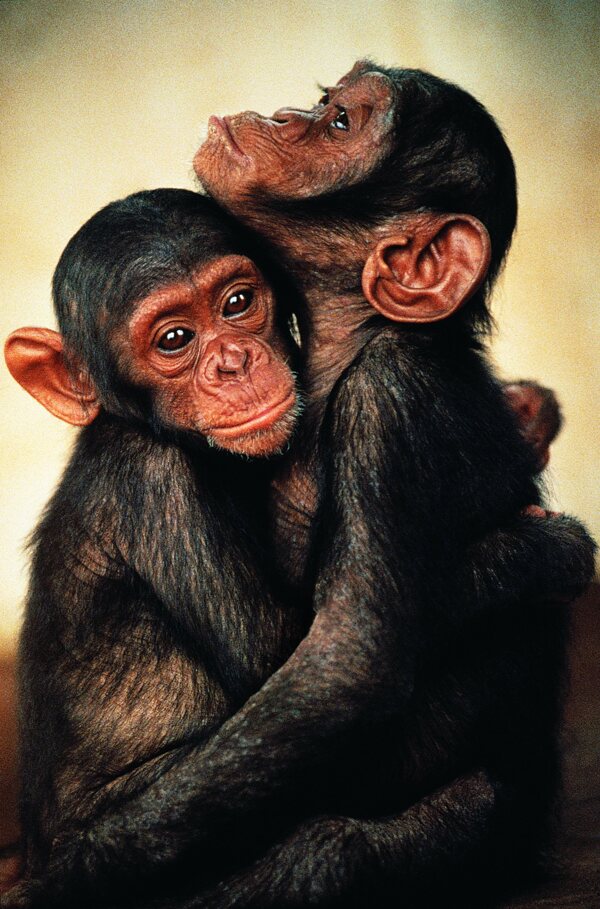 猩猩拥抱图片