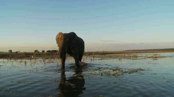 大象穿过水股票视频视频免费下载