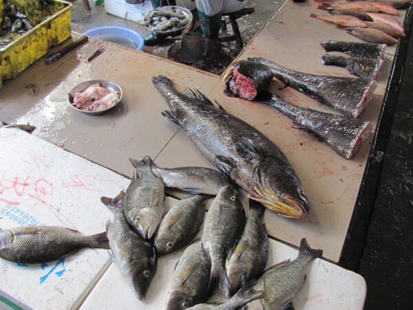 人工养殖鳘鱼图片