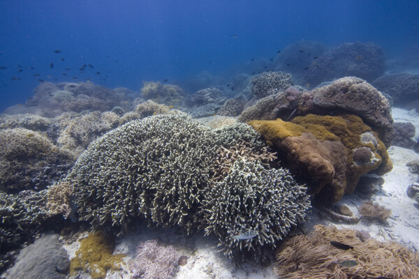 海底珊瑚群
