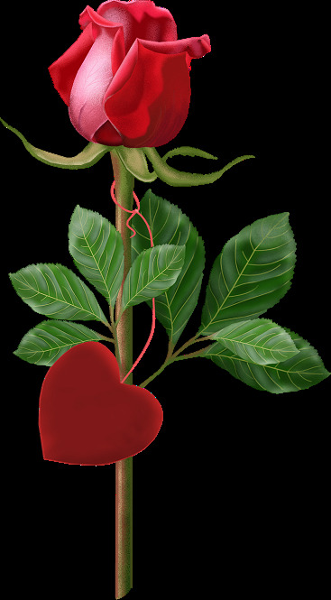 唯美爱心玫瑰花素材图片