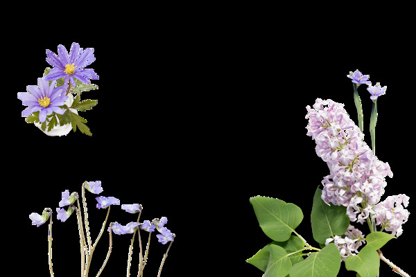 清新紫色花朵绿色叶子png元素