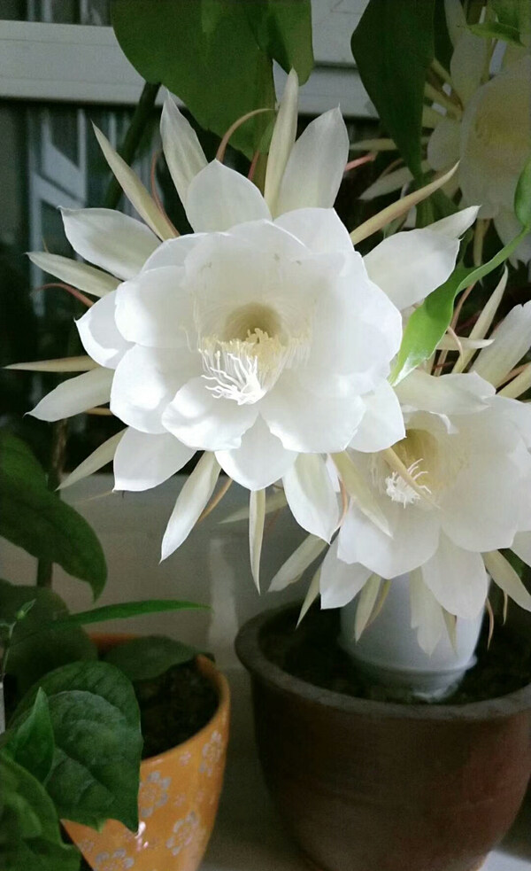 昙花白色花朵