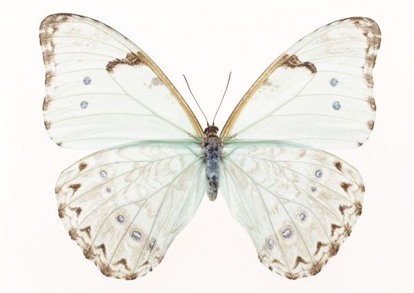 白色荧光褐点蝴蝶图片