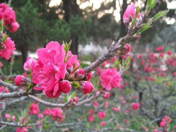 桃花图片