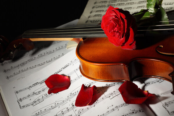 小提琴上的红玫瑰