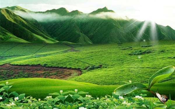 绿色高山草原美景图片