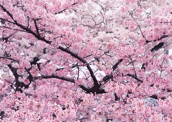 樱花树风光高清图片