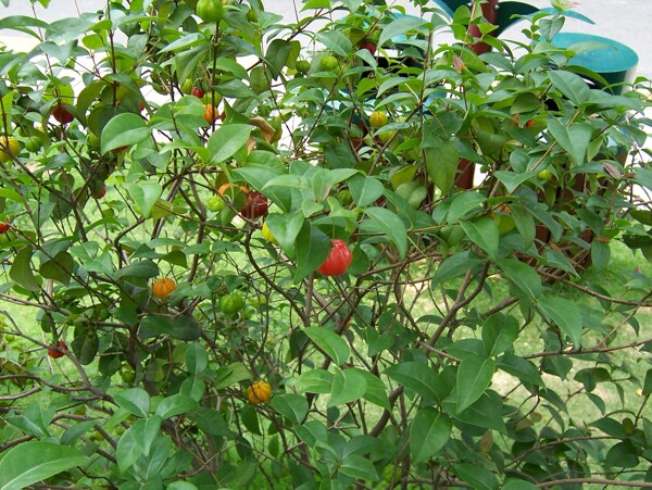 红果仔植物