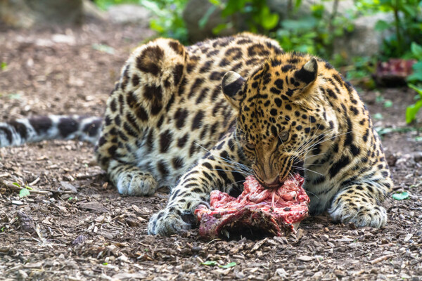 趴着吃肉的豹子