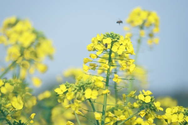 油菜花