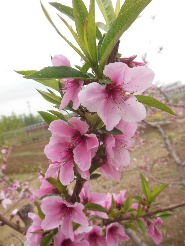 粉色桃花图片