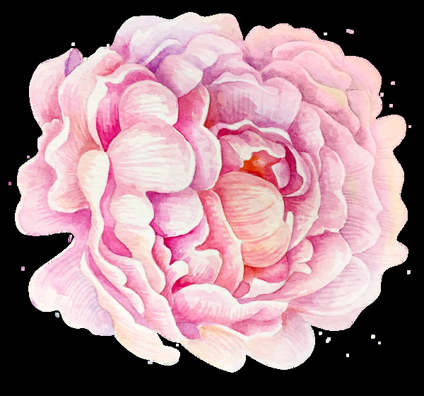 花卉粉色花苞卡通透明素材