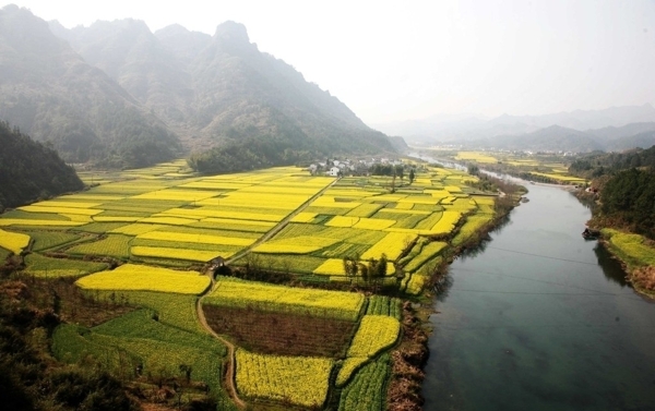 油菜花美景图片