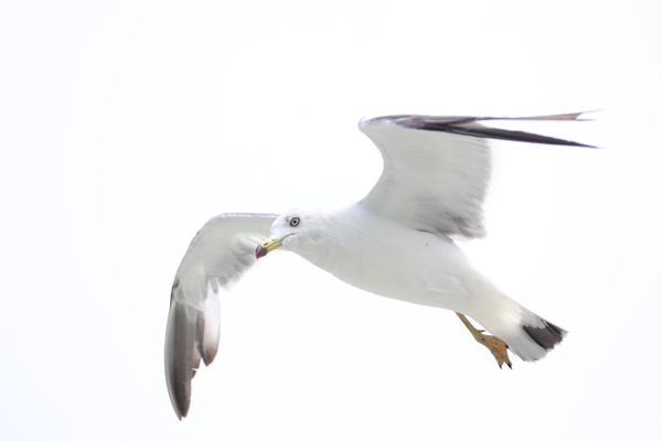 山东长岛海鸥图片