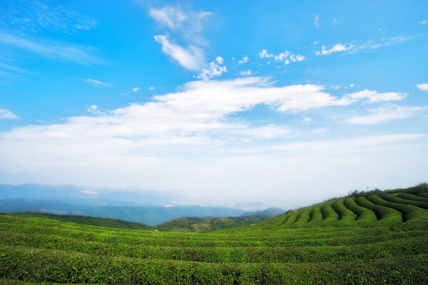 蓝天白云下的茶园