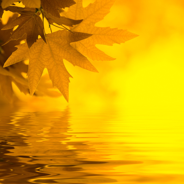 秋天树叶与水面倒影图片