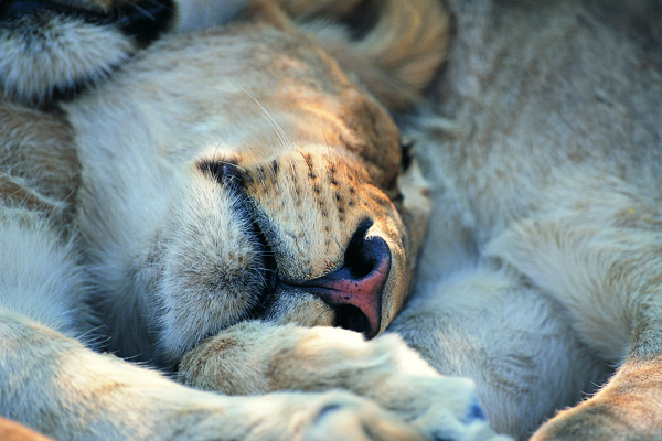 睡觉的狮子