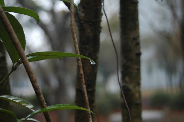 绿叶中的春雨图片
