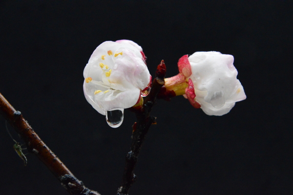 雨露杏花